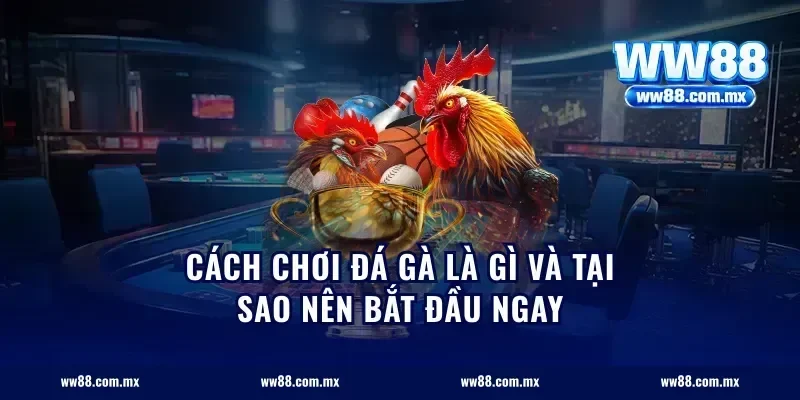 Cách Chơi Đá Gà Là Gì Và Tại Sao Nên Bắt Đầu Ngay