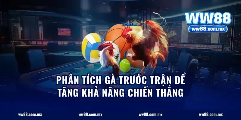 Phân Tích Gà Trước Trận Để Tăng Khả Năng Chiến Thắng