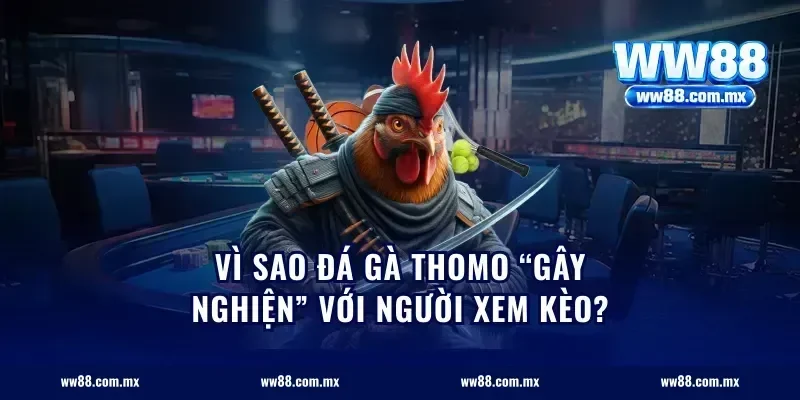 Vì sao đá gà Thomo “gây nghiện” với người xem kèo?