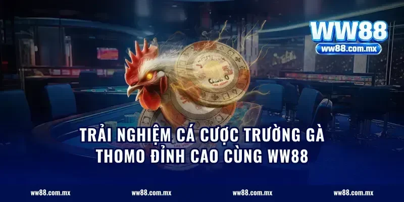 trải nghiệm cá cược trường gà Thomo đỉnh cao cùng ww88