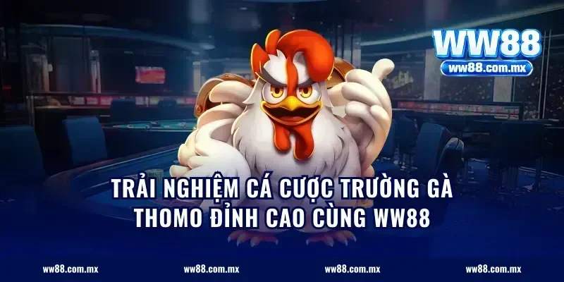 trải nghiệm cá cược trường gà Thomo đỉnh cao cùng ww88